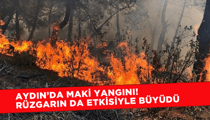 Aydın’da maki yangını! Rüzgarın da etkisiyle büyüdü