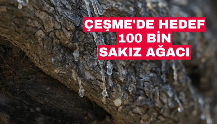 Çeşme'de hedef 100 bin sakız ağacı