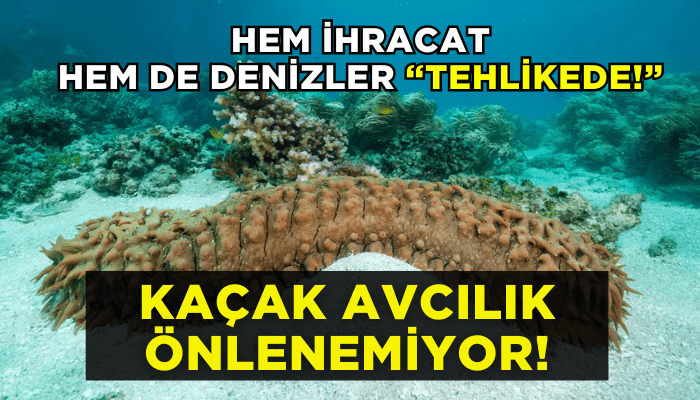 Deniz patlıcanında kaçak avcılık önlenemiyor! Hem ihracatı hem de denizler tehlikede!