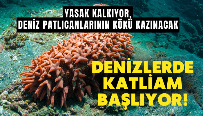 Denizlerde katliam başlıyor! Yasak kalkıyor, deniz patlıcanlarının kökü kazınacak