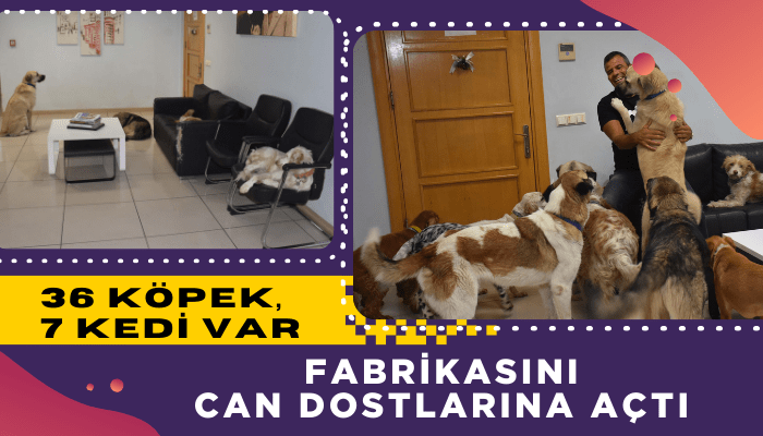 Fabrikasını can dostlarına açtı: 36 köpek, 7 kedi var