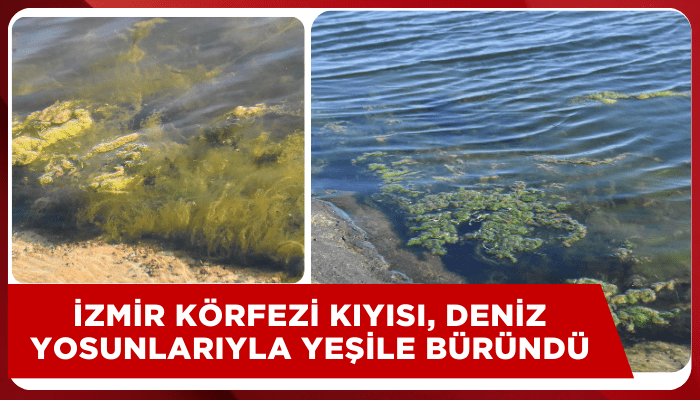 İzmir Körfezi kıyısı, deniz yosunlarıyla yeşile büründü