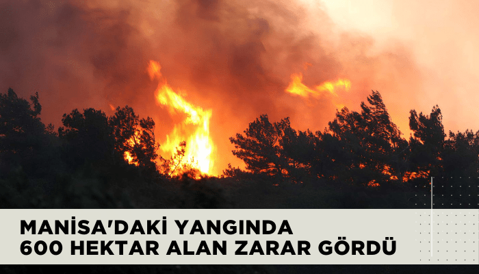 Manisa'daki yangında 600 hektar alan zarar gördü
