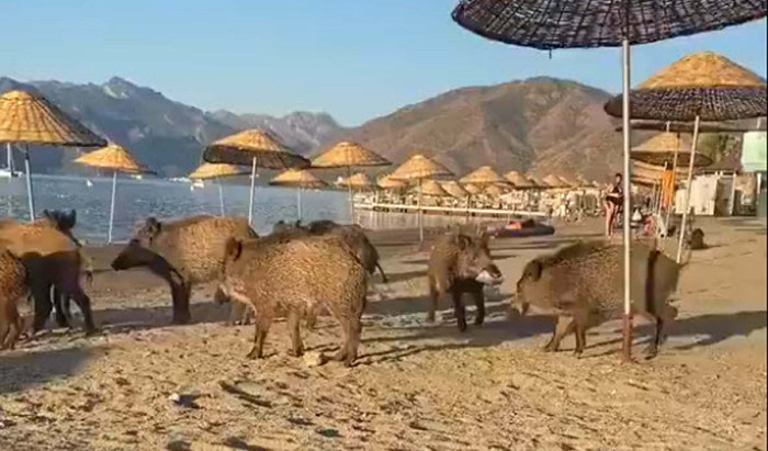 Marmaris'te domuzlar sahile indi