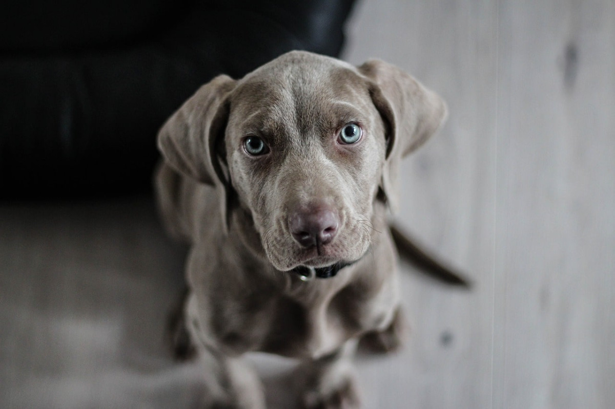 Salmonella riski nedeniyle köpek mamaları geri çağırıldı