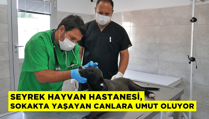 Sokak hayvanları bu hastanede şifa buluyor