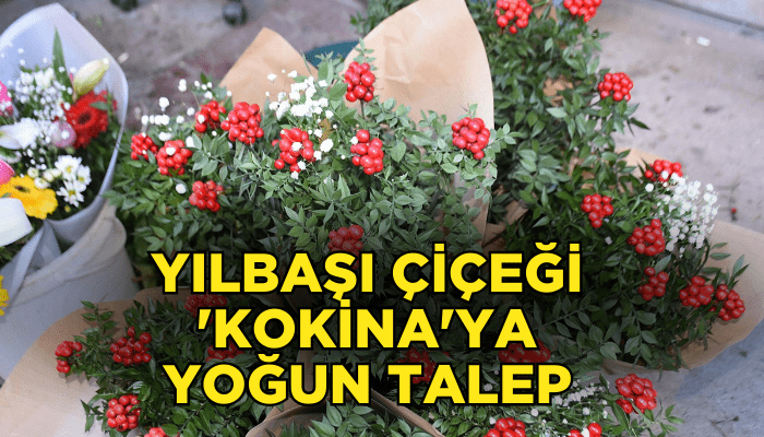 Yılbaşı çiçeği 'kokina'ya yoğun talep